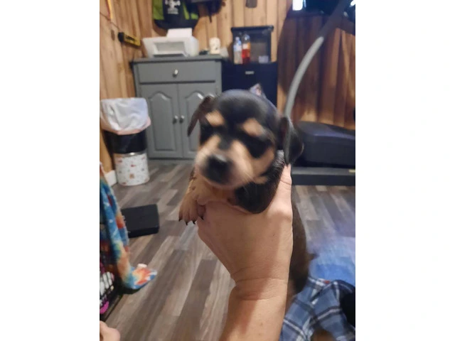 Registered Chiweenie puppies for sale - 7/10