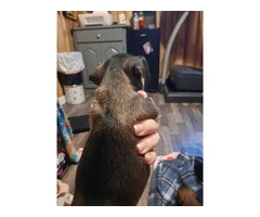 Registered Chiweenie puppies for sale - 8