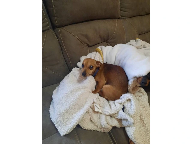 Registered Chiweenie puppies for sale - 9/10