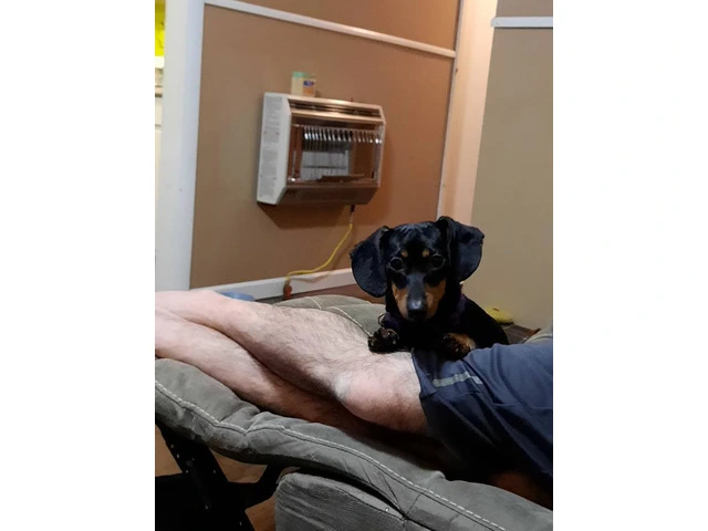 Registered Chiweenie puppies for sale - 10/10