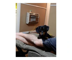 Registered Chiweenie puppies for sale - 10