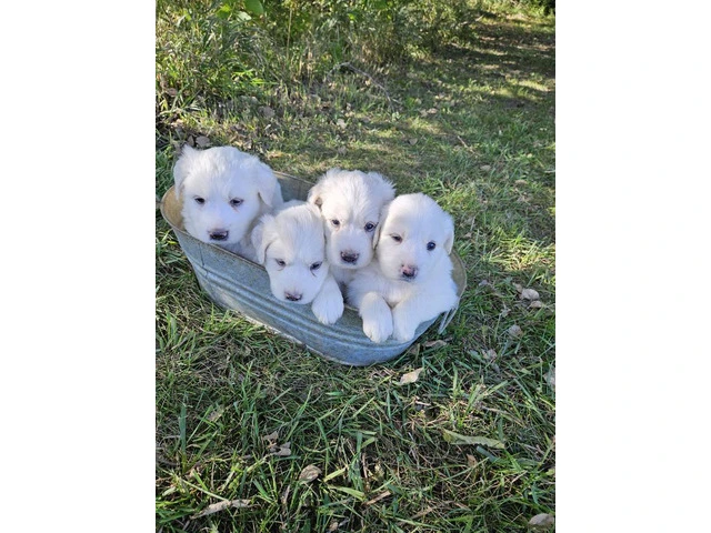 4 Great Pyrenees puppies for Sale - 2/4