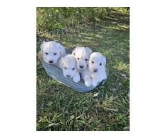 4 Great Pyrenees puppies for Sale - 2