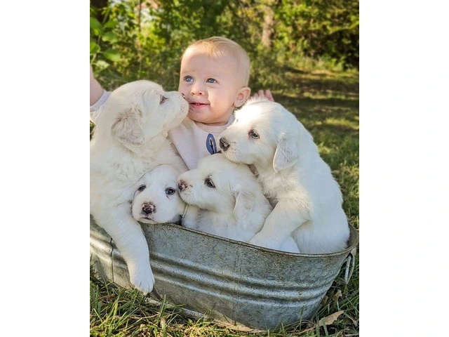 4 Great Pyrenees puppies for Sale - 4/4