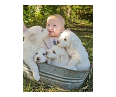 4 Great Pyrenees puppies for Sale - 4