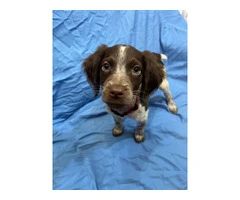 American Brittany Male Puppy for Sale - 2