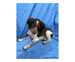 American Brittany Male Puppy for Sale - 3