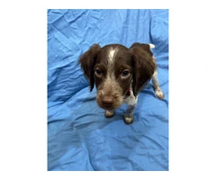 American Brittany Male Puppy for Sale - 4