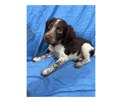 American Brittany Male Puppy for Sale - 5