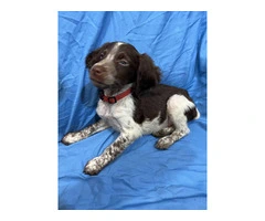 American Brittany Male Puppy for Sale - 6