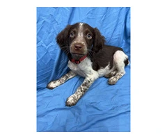 American Brittany Male Puppy for Sale - 7