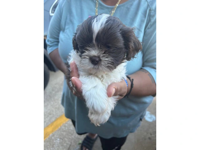5 Shih Tzu puppies for sale - 1/7