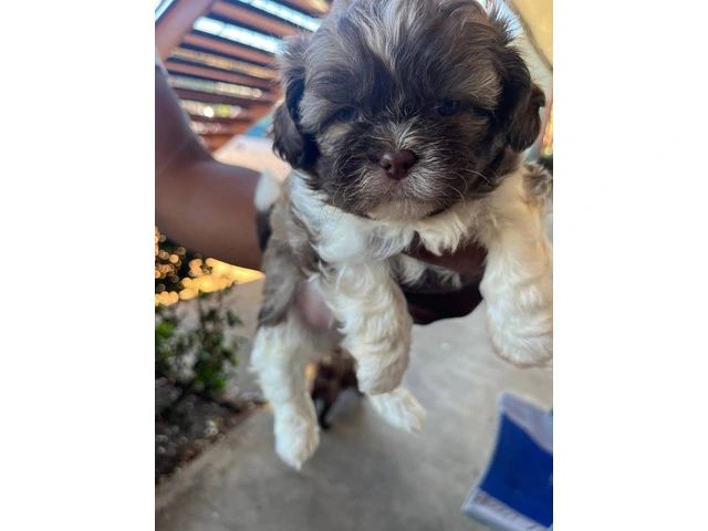 5 Shih Tzu puppies for sale - 2/7