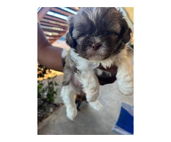 5 Shih Tzu puppies for sale - 2