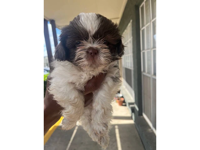 5 Shih Tzu puppies for sale - 3/7