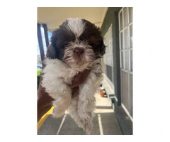 5 Shih Tzu puppies for sale - 3