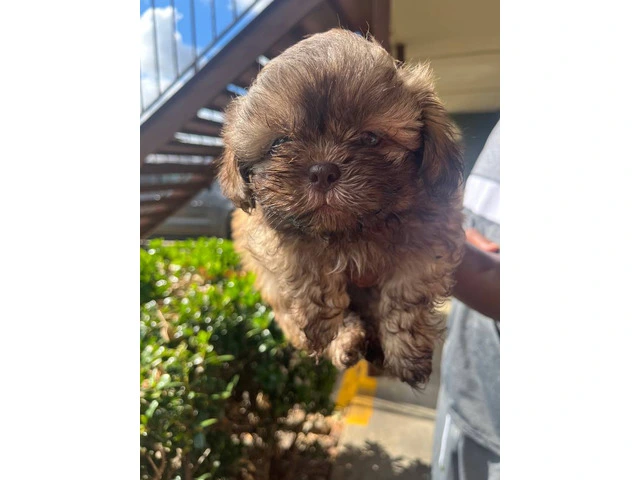 5 Shih Tzu puppies for sale - 4/7
