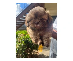 5 Shih Tzu puppies for sale - 4