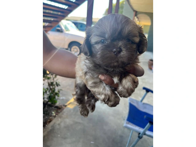 5 Shih Tzu puppies for sale - 5/7