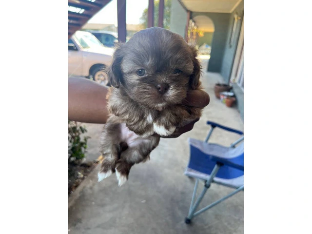 5 Shih Tzu puppies for sale - 6/7