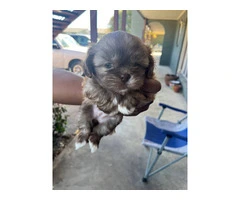 5 Shih Tzu puppies for sale - 6