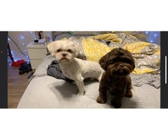 5 Shih Tzu puppies for sale - 7