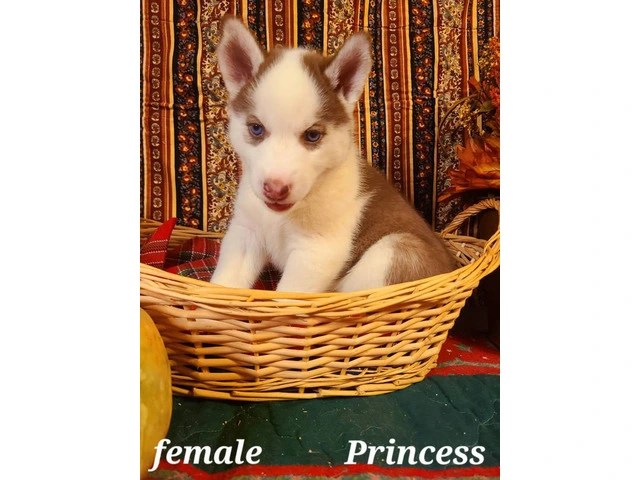 Cute female Husky puppy - 3/5