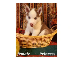 Cute female Husky puppy - 3
