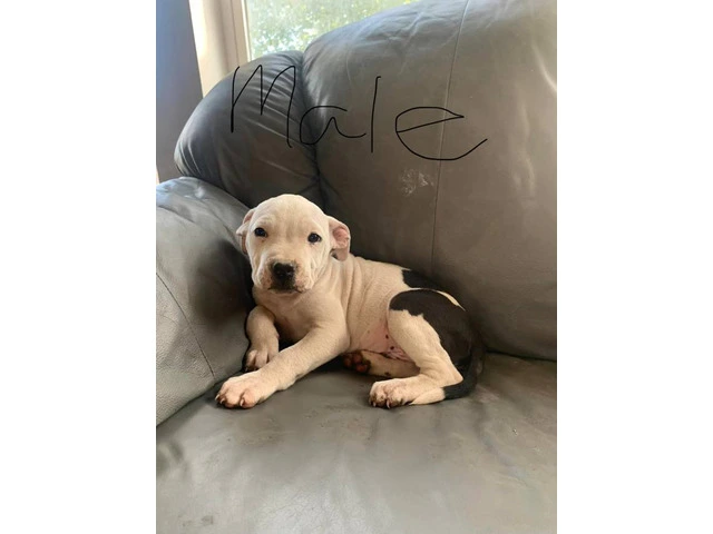 3 pitbull puppies available - 1/3