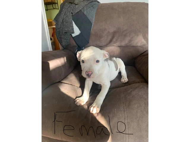 3 pitbull puppies available - 2/3