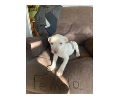 3 pitbull puppies available - 2