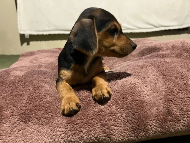 4 Dachshund puppies for sale - 1/8