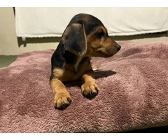 4 Dachshund puppies for sale