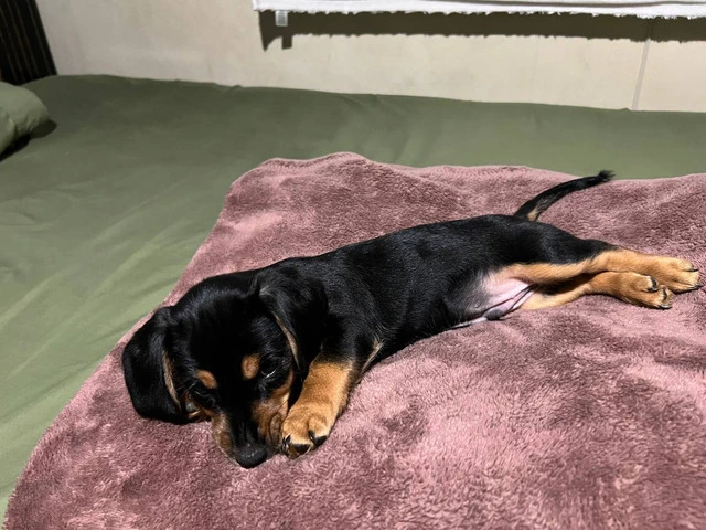 4 Dachshund puppies for sale - 2/8