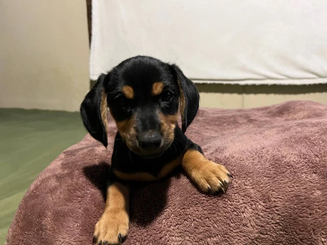 4 Dachshund puppies for sale - 3/8