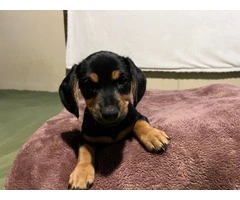 4 Dachshund puppies for sale - 3
