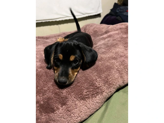4 Dachshund puppies for sale - 4/8