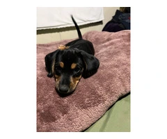 4 Dachshund puppies for sale - 4