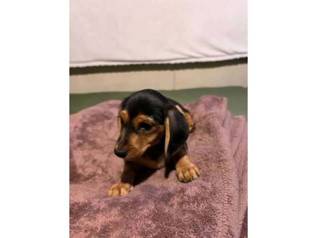 4 Dachshund puppies for sale - 5/8