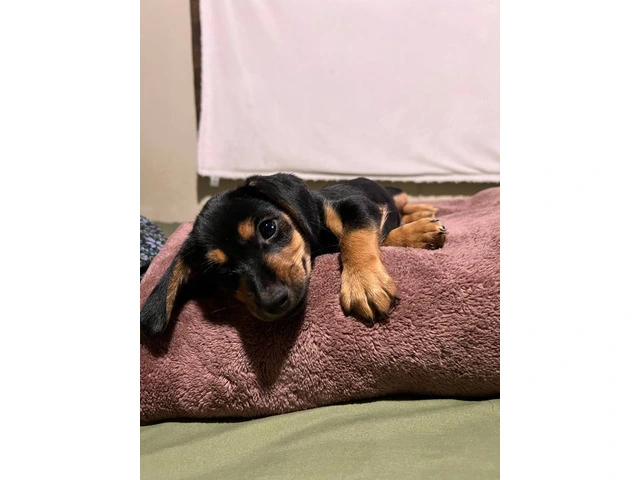 4 Dachshund puppies for sale - 8/8