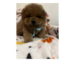 Purebred Chow Chow puppies for Sale
