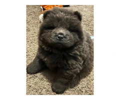 Purebred Chow Chow puppies for Sale - 2