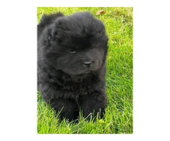 Purebred Chow Chow puppies for Sale - 3