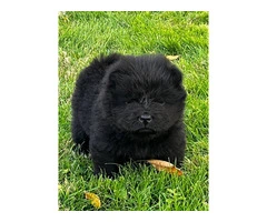 Purebred Chow Chow puppies for Sale - 4