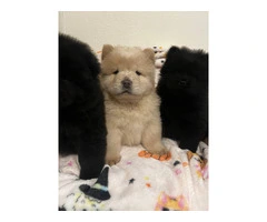 Purebred Chow Chow puppies for Sale - 5
