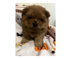 Purebred Chow Chow puppies for Sale - 6