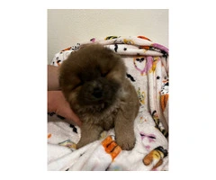 Purebred Chow Chow puppies for Sale - 7