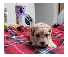 Poochon/Bich-Poo Puppies for Sale