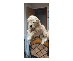 Poochon/Bich-Poo Puppies for Sale - 3