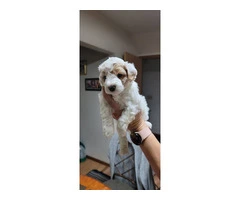 Poochon/Bich-Poo Puppies for Sale - 4